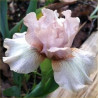 Cassady Anne
