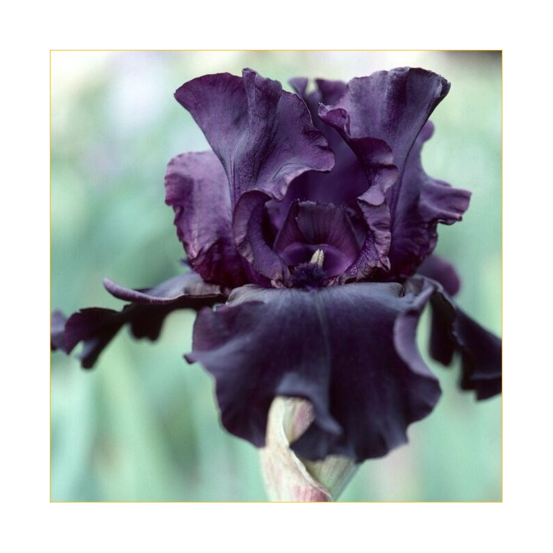 Paint It Black