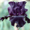Paint It Black