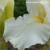 Jersey Cream