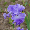 Metolius Blues