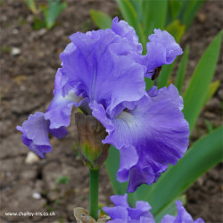Metolius Blues