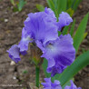 Metolius Blues