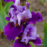 Zepherina
