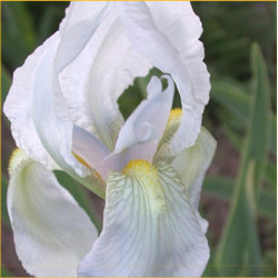 Iris Florentina