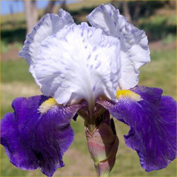 Night Edition