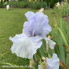 Summertime Blues