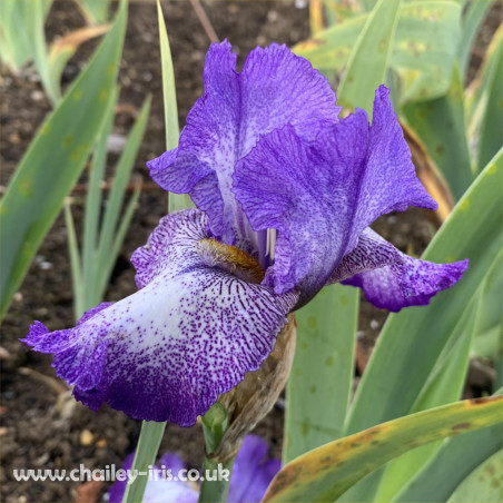 Violet Shimmer