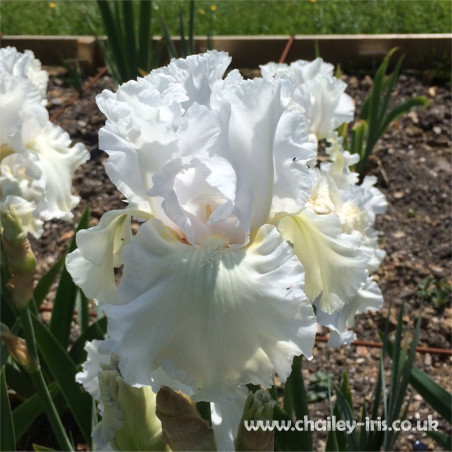 Madeira Belle